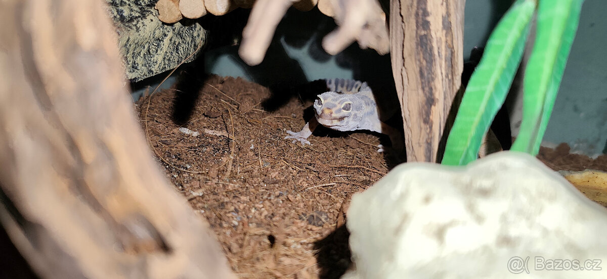 Gekon noční+terárium - 4