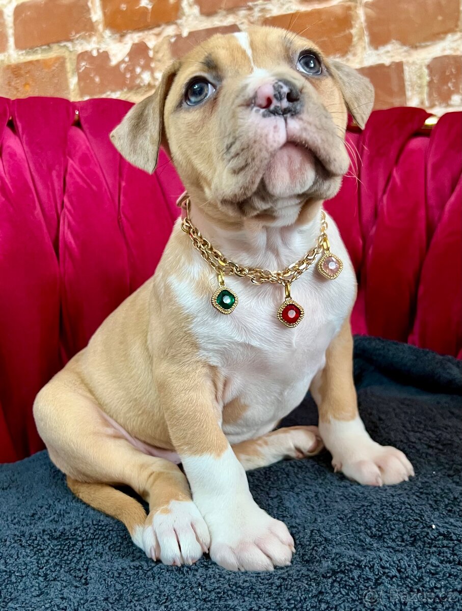 americký stafordšírský teriér - 4