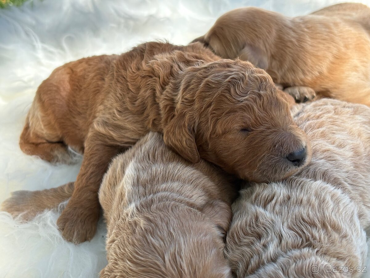 Goldendoodle - 4