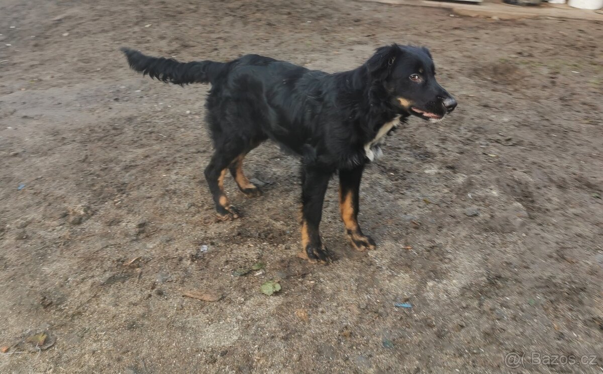 Štěňátka hledají nové domovy - 4