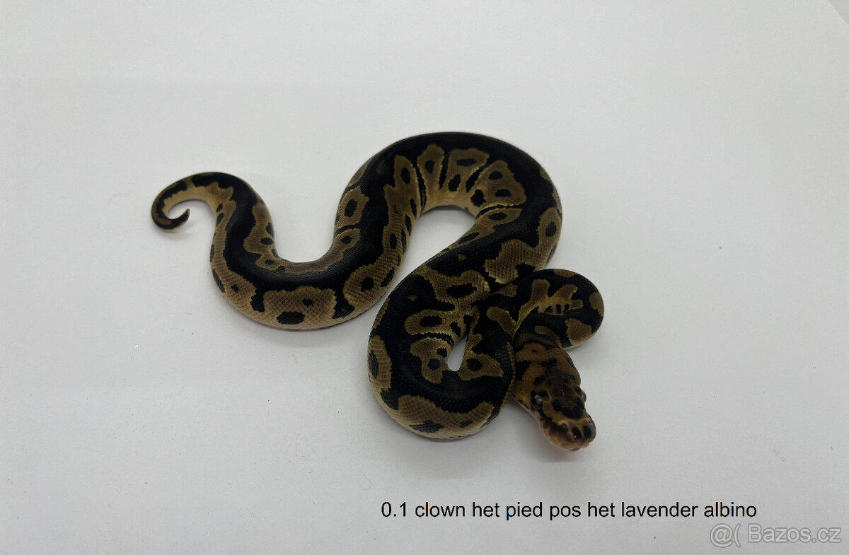 Krajta královská (Python regius) - 4