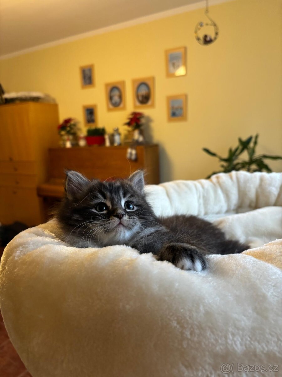 Sibiřská kočka, kocourek - 4