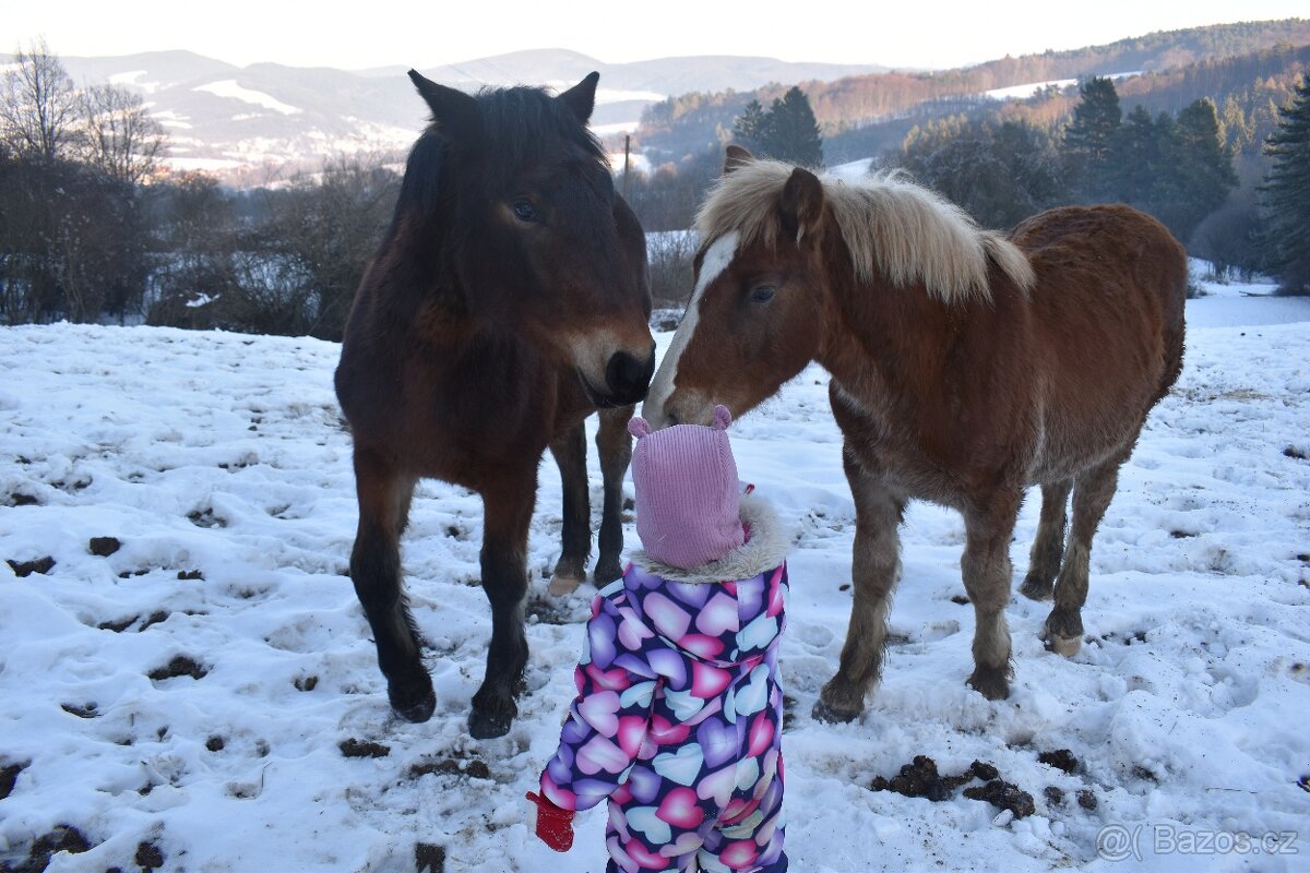 Kobylka - Norik muránsky - 4