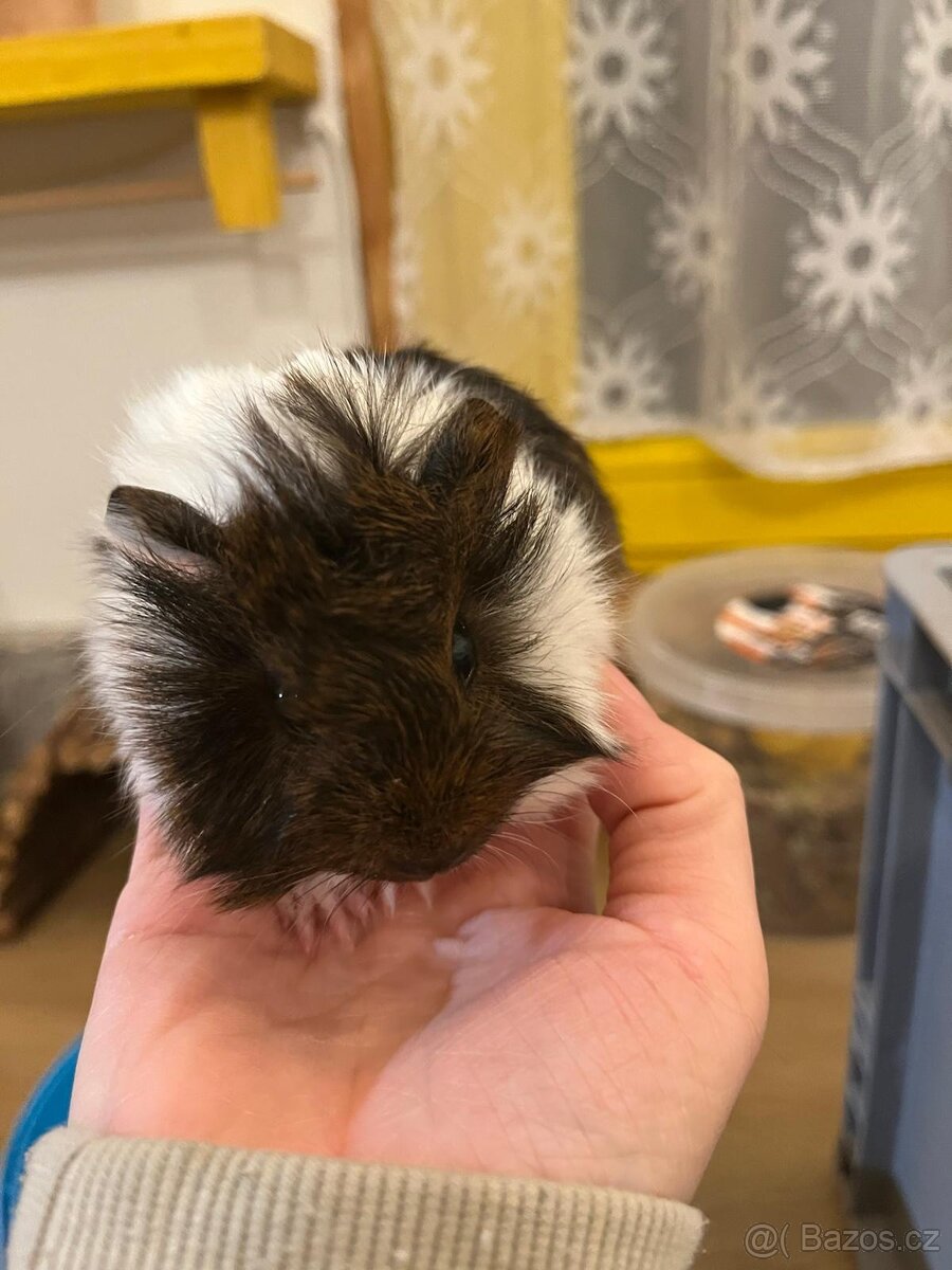 Prodam mladata morcata - 4