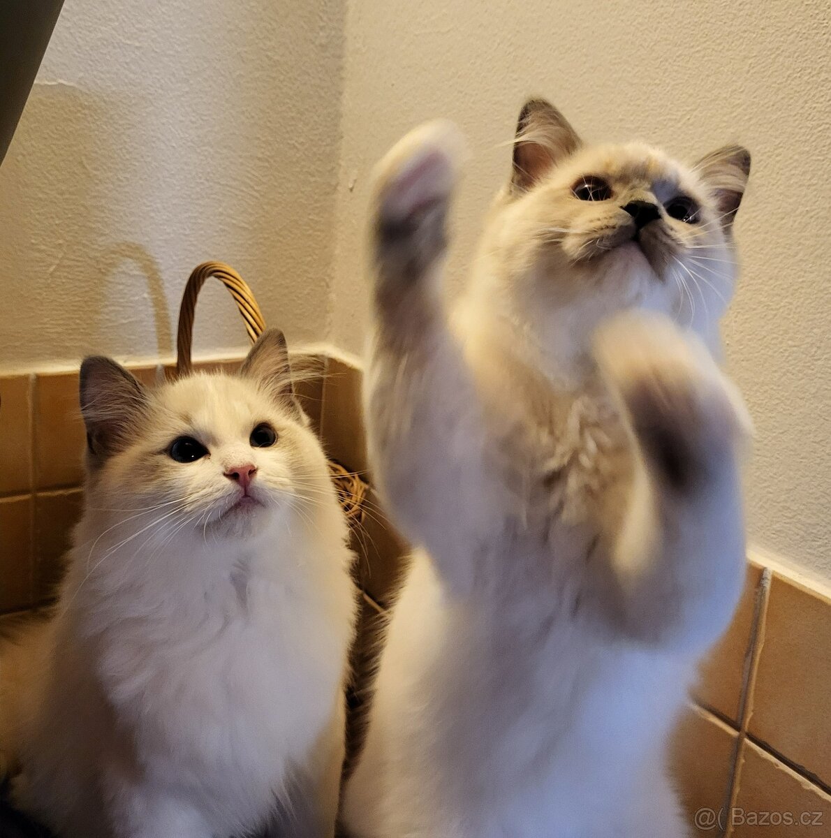 Ragdoll koťata s PP - 4