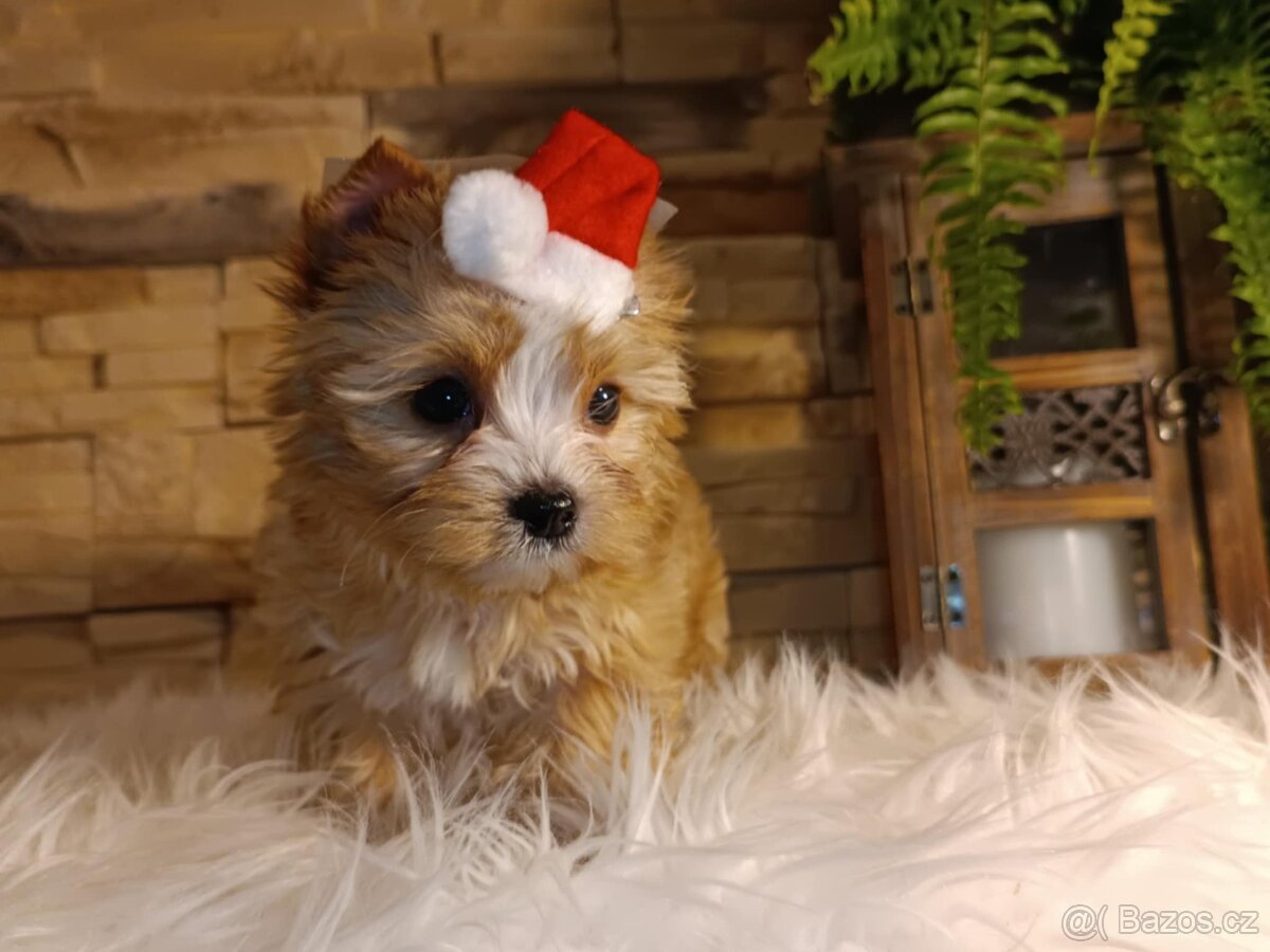 Golddust jorkšírský teriér s PP - 4