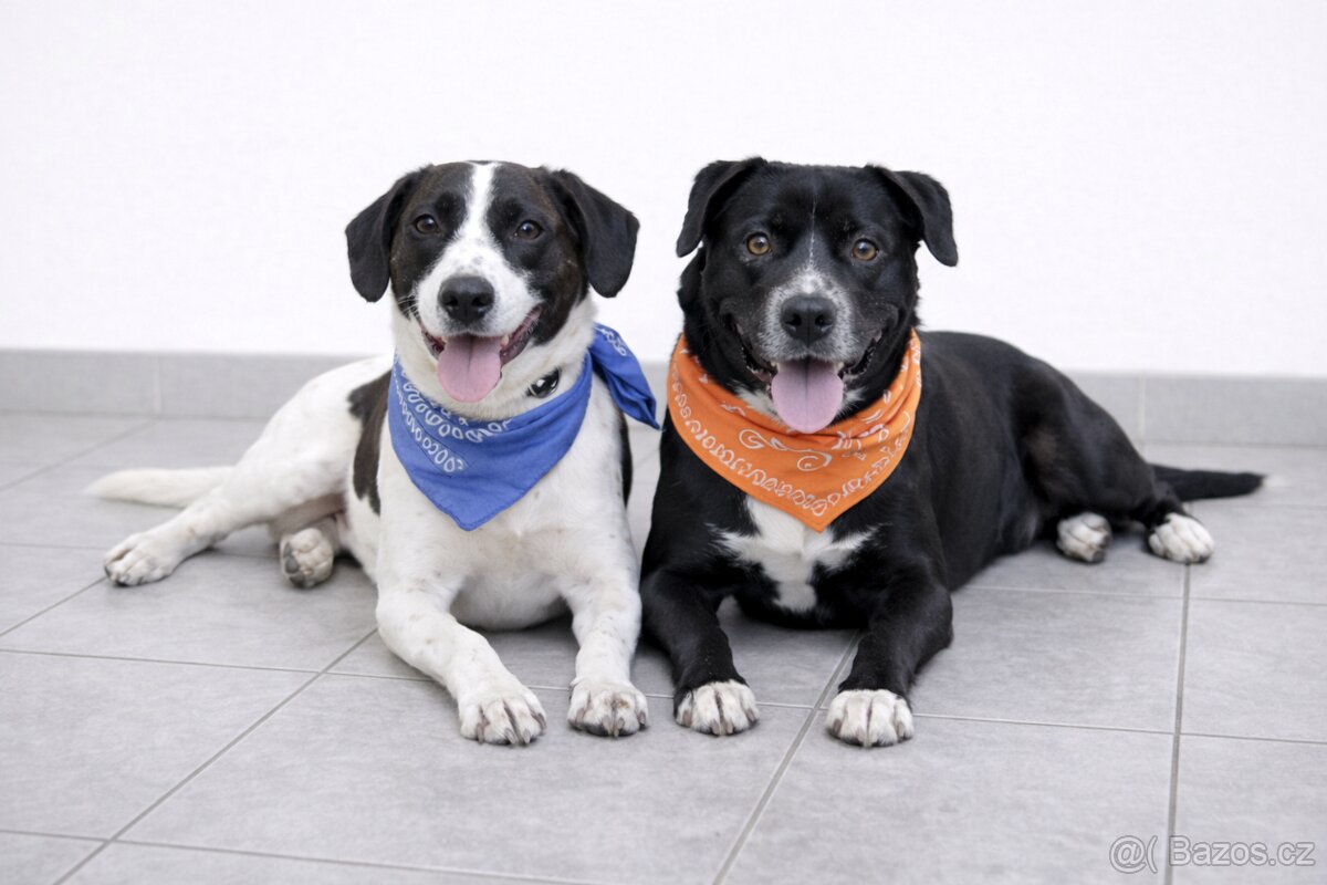 Adriana hledá domov - 4