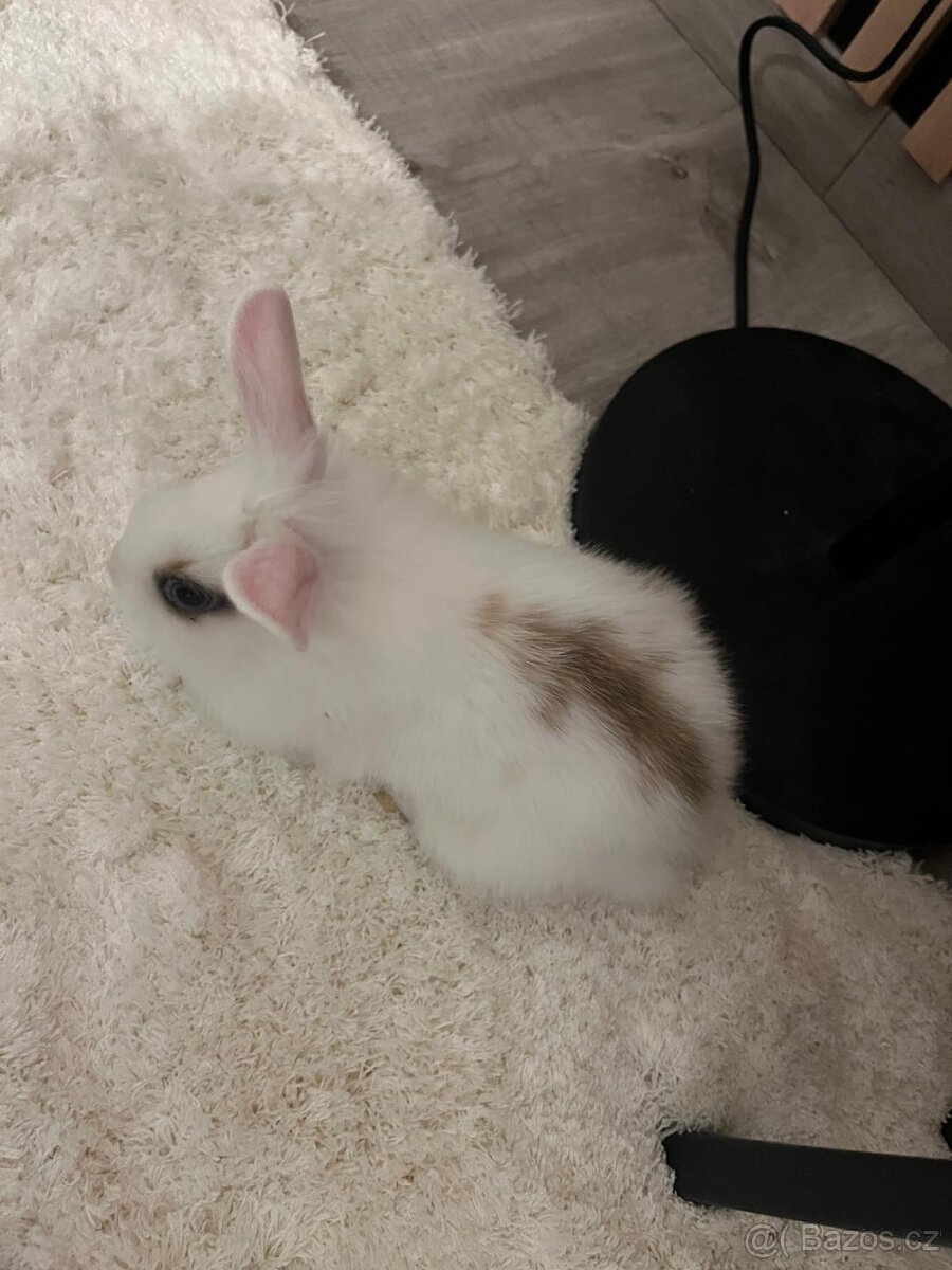 Zakrsly Králíček Holčička - 4