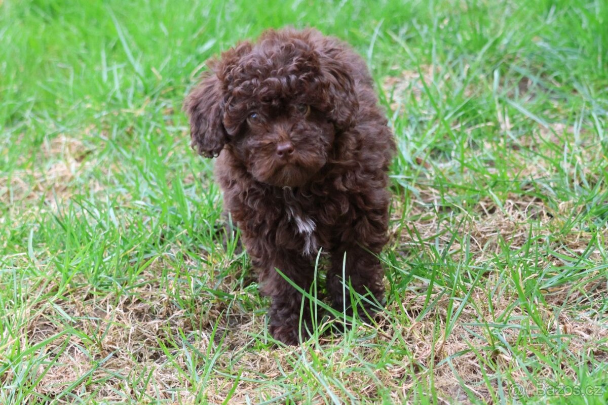 Pudl trpasličí - 4