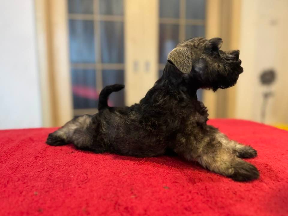 Knírač malý pepř a sůl - 4