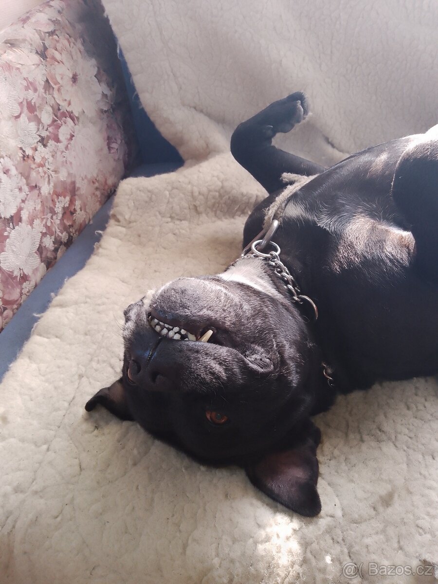 Stafordšírský bulteriér - 4