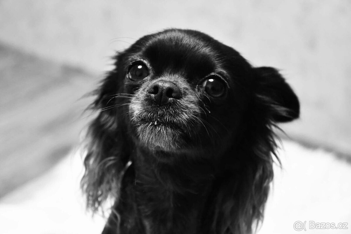 Nabízím čivavu ke krytí - 4