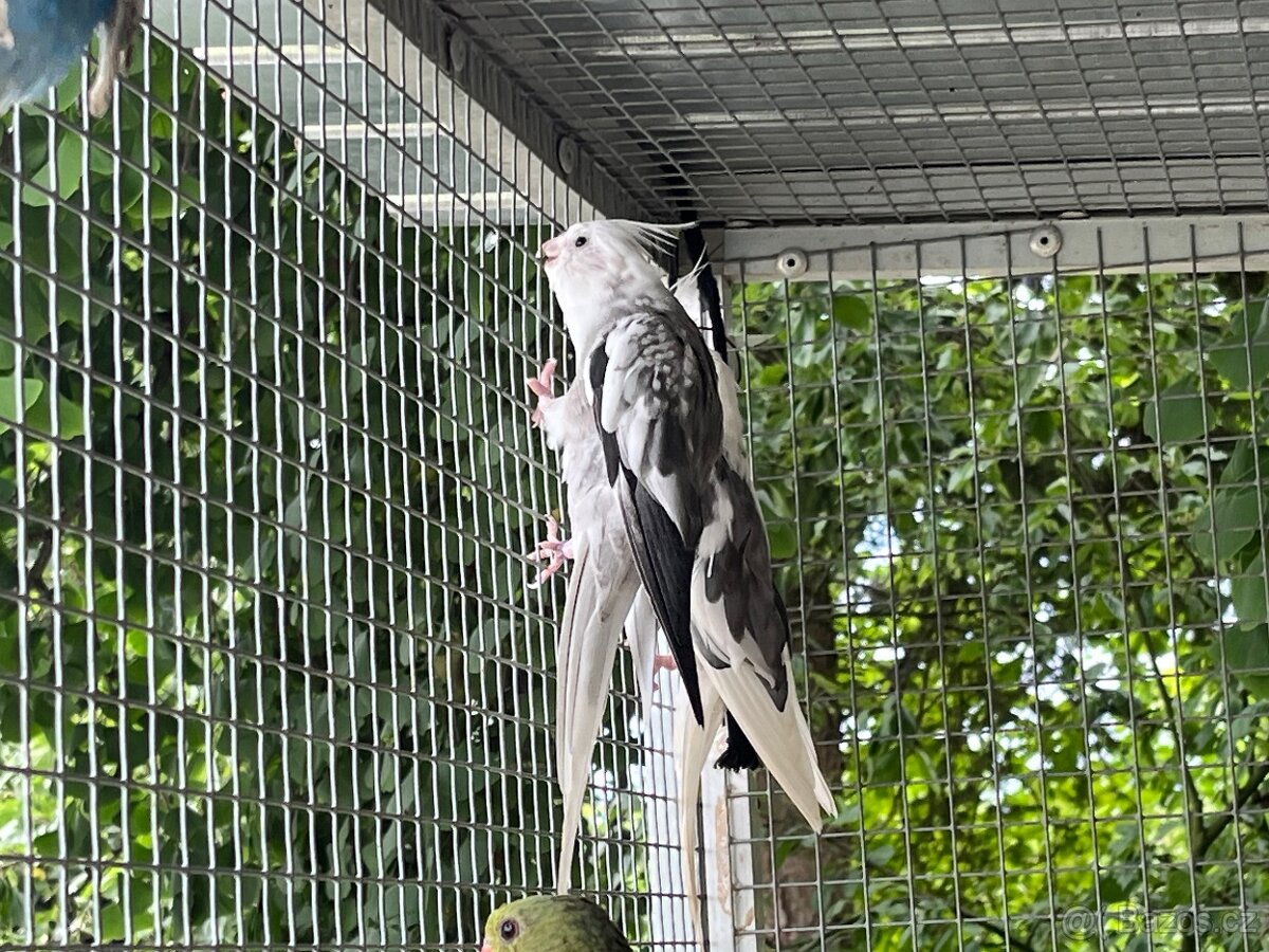 Prodám samce korely bělohlavé - 4