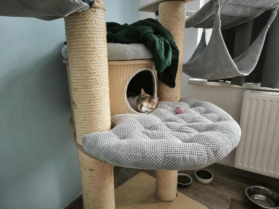 Kočička Mozaika - 4