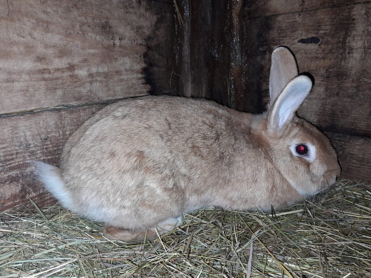 Králíci výkrm - 4
