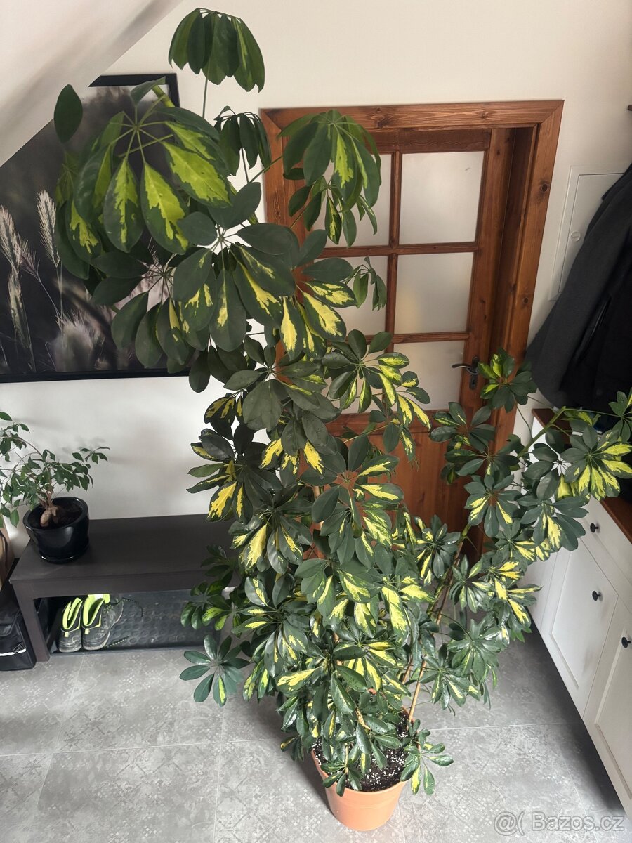 Pokojová rostlina šeflera schefflera - 4