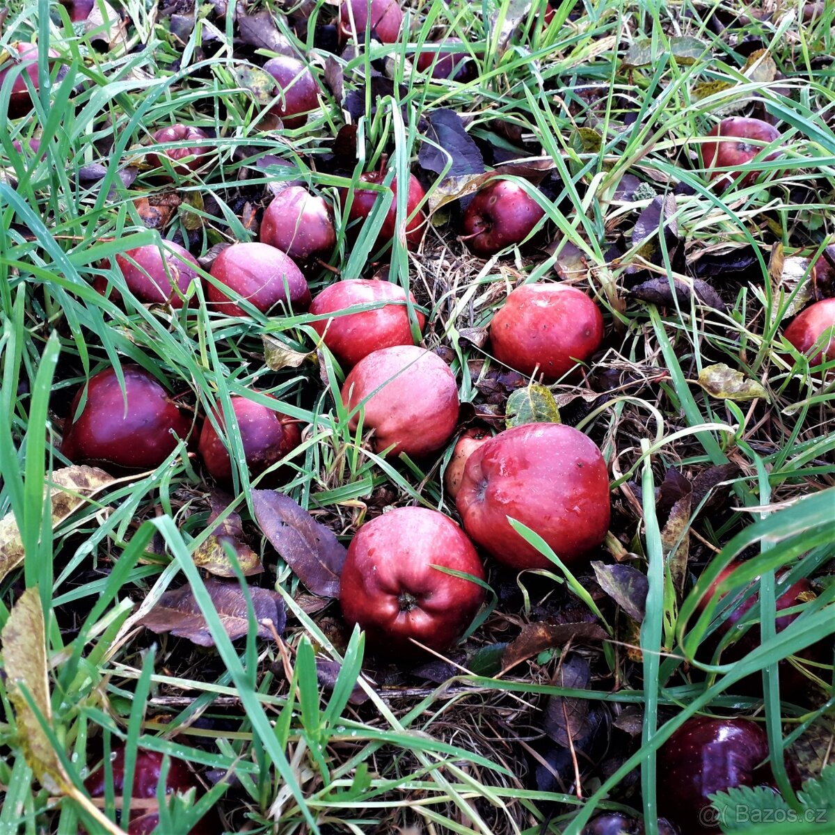 Jablka červená šťavnatá z vlastní zahrádky na prodej - 4