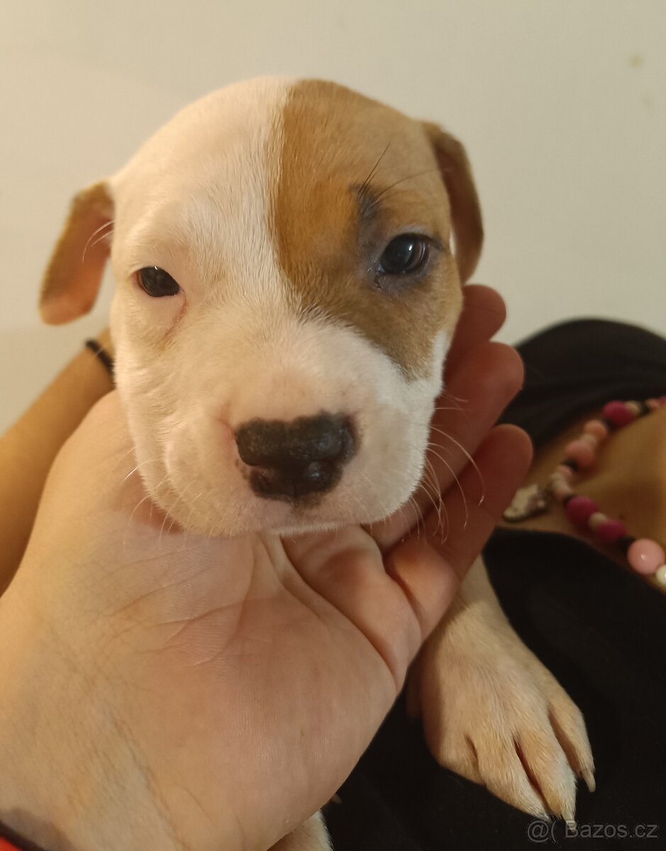 Štěňata americký stafordšírský teriér - 4
