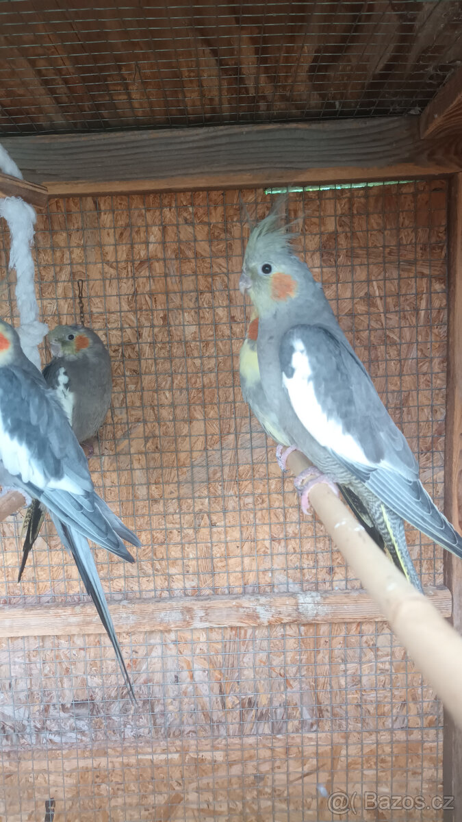 Prodám letošní mladé korely chocholaté - 4