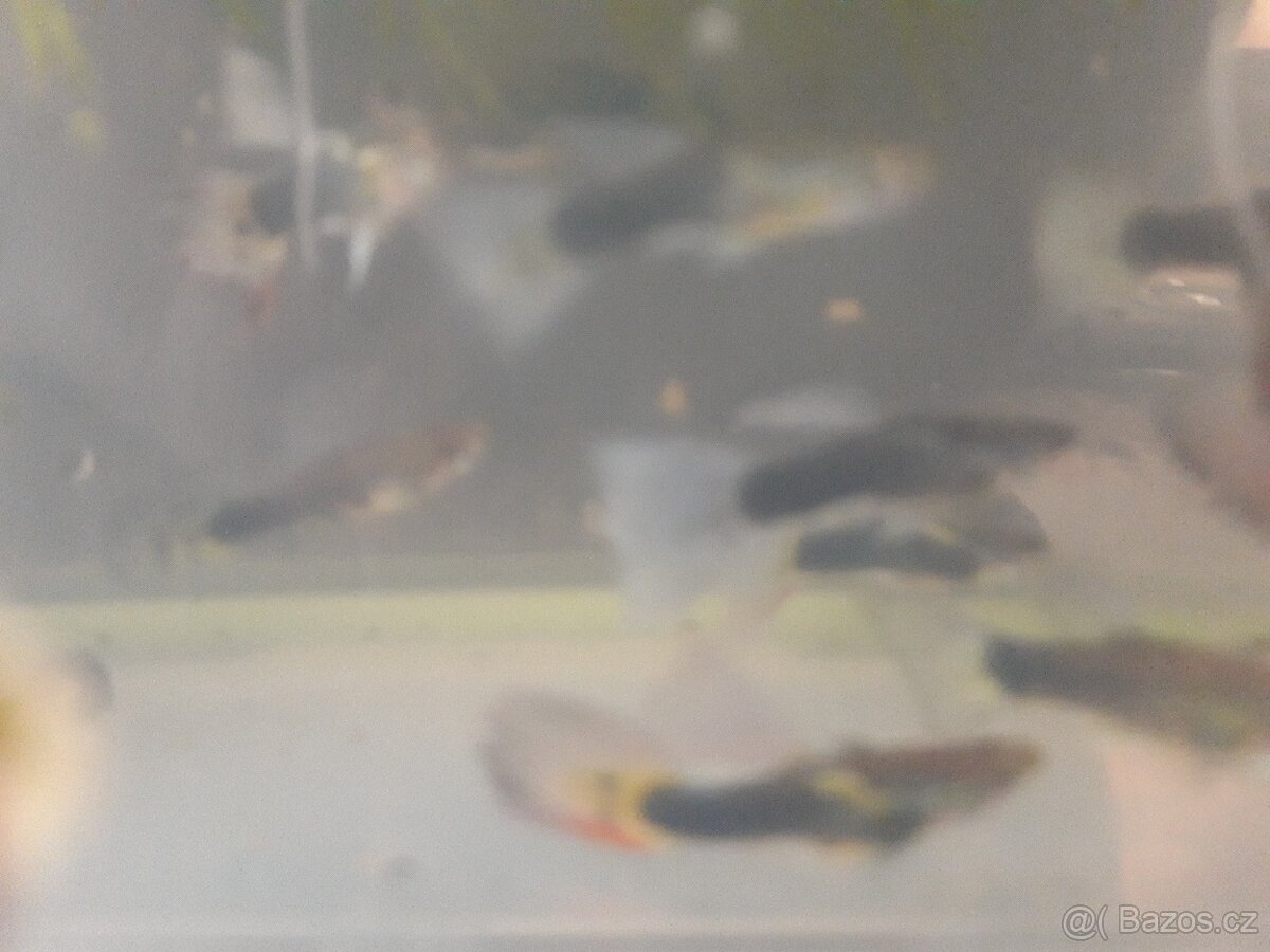 Prodám mečovky a paví očka - 4