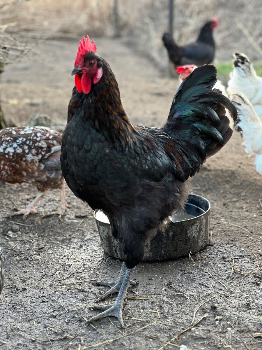 Loňský kohout - 4
