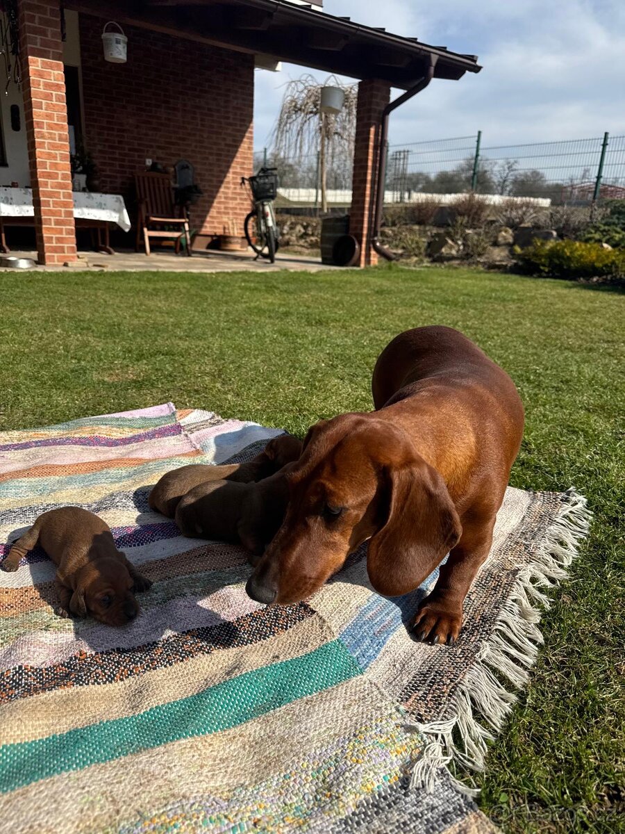 Jezevčík hladkosrstý - 4