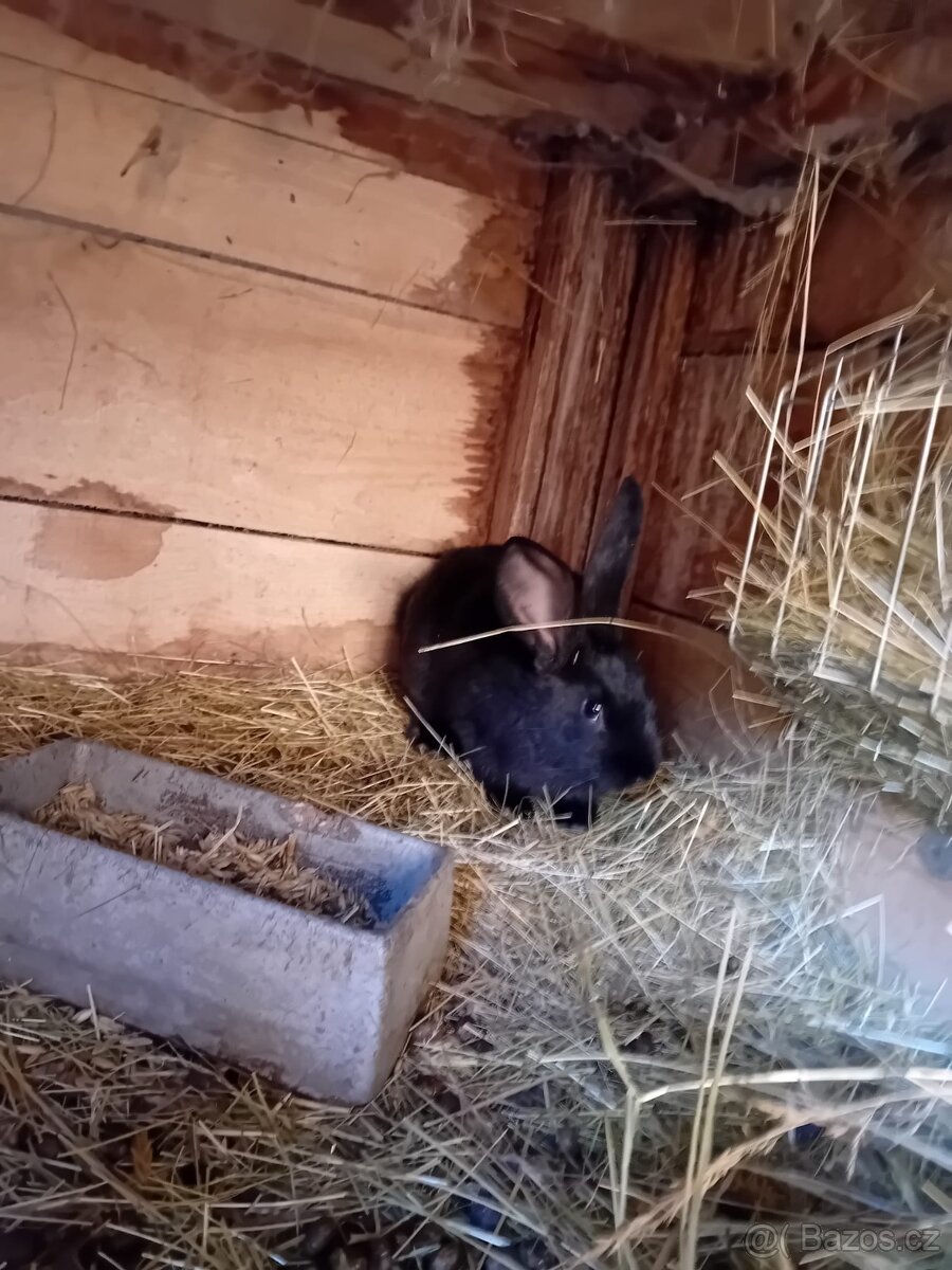 Kříženci BO a hyly - 4