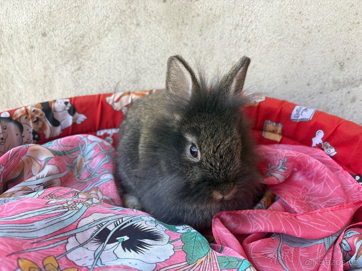 🐰🐰zakrslý králík 1x samec 1x samička - 4