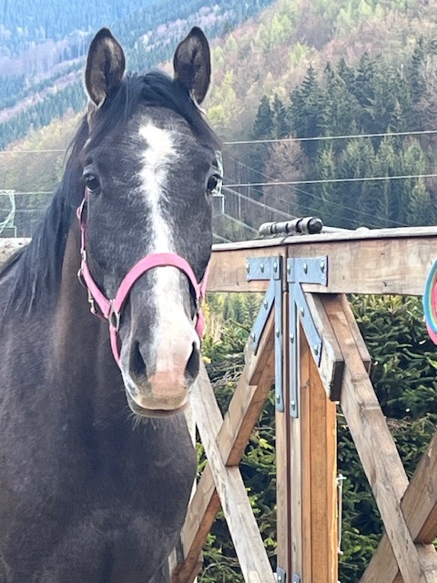 3,5 letý valach po Cornet Cassini /Cascar - 4