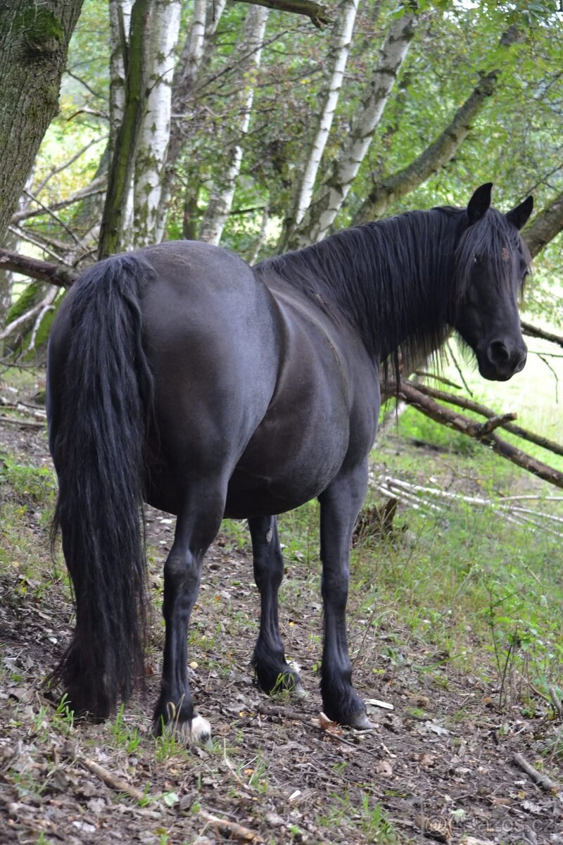 Welsh cob - 4