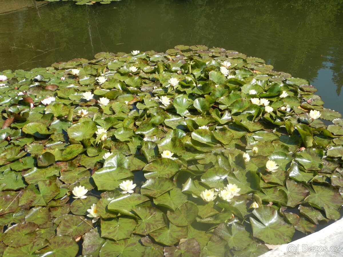 Lekníny žluté o růžové - 4