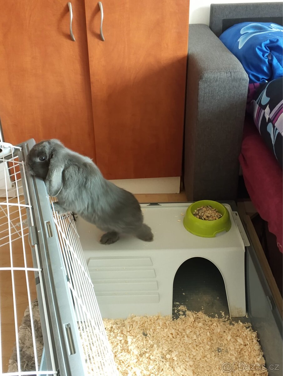 Zakrslý králík beránek - 4