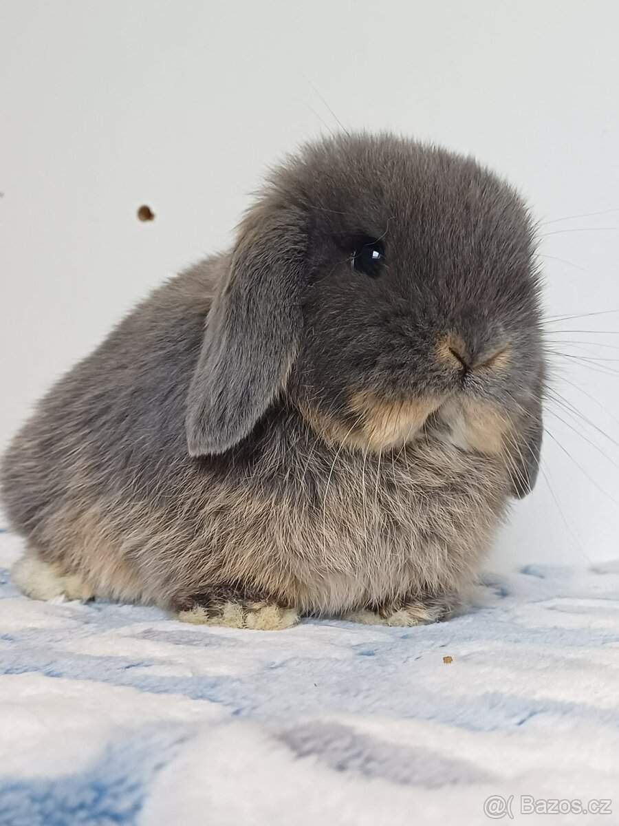 Minilop Samička Blue Otter - 4