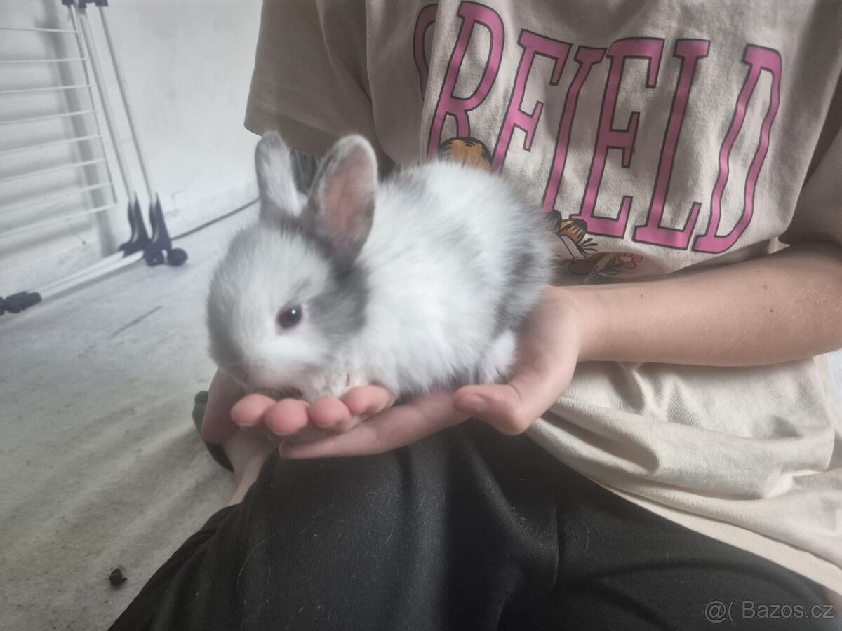 Zakrslý králík - 4
