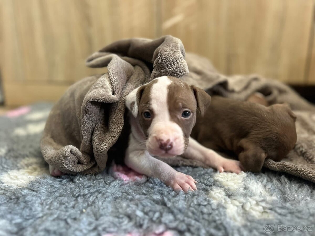 Americký pitbull teriér s PP - 4