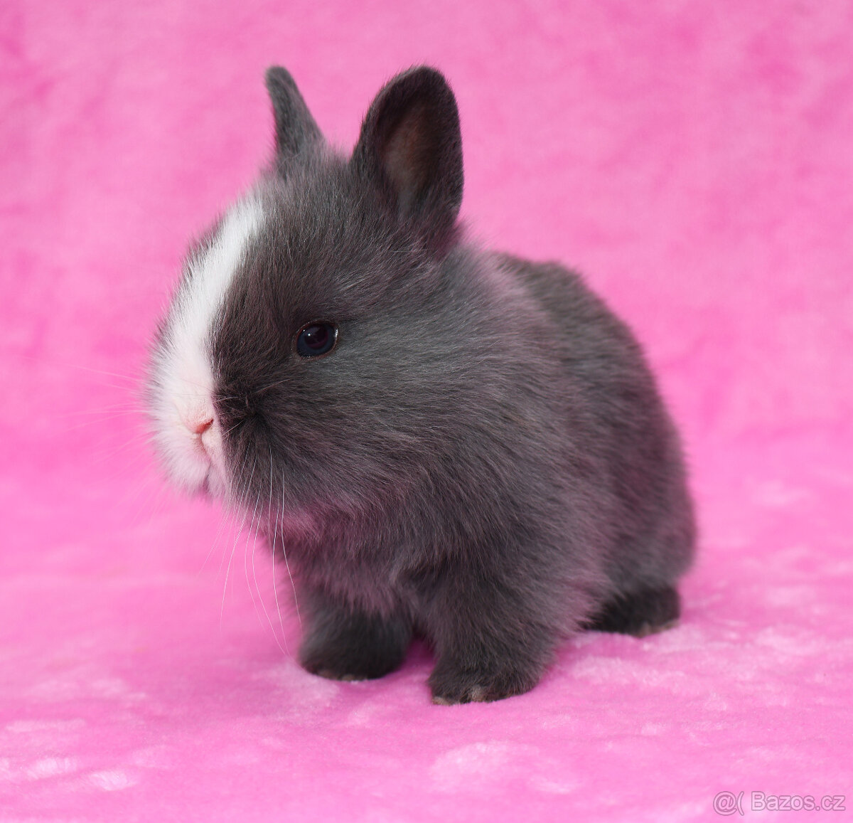 Zakrslý krátkouchý modrooký lvíček sameček - 4