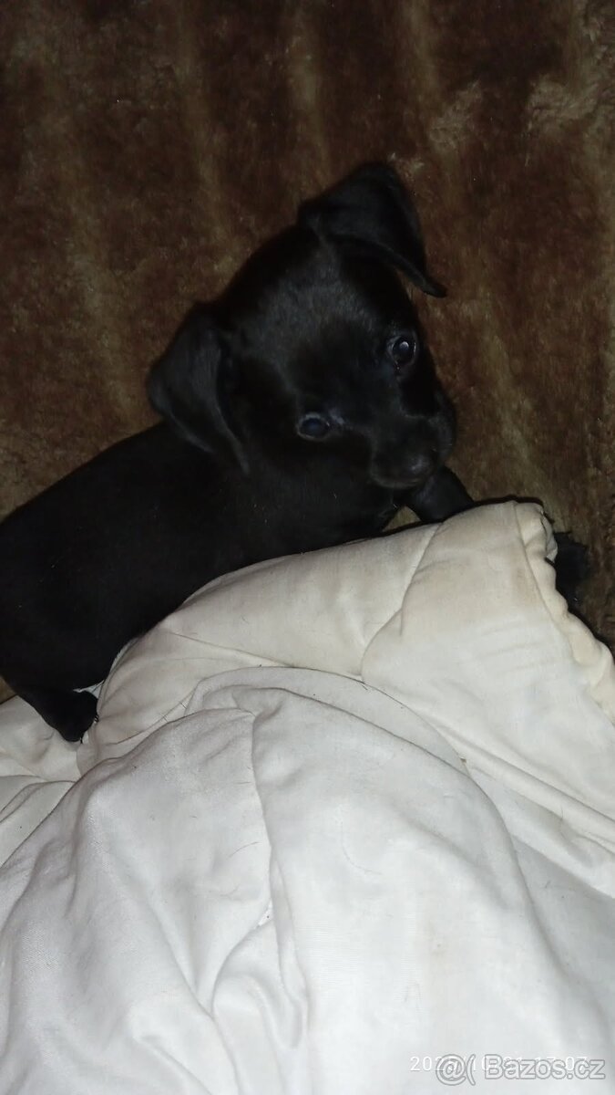 Trpasličí jezevčík křížený s čivavou poslední kus - 4