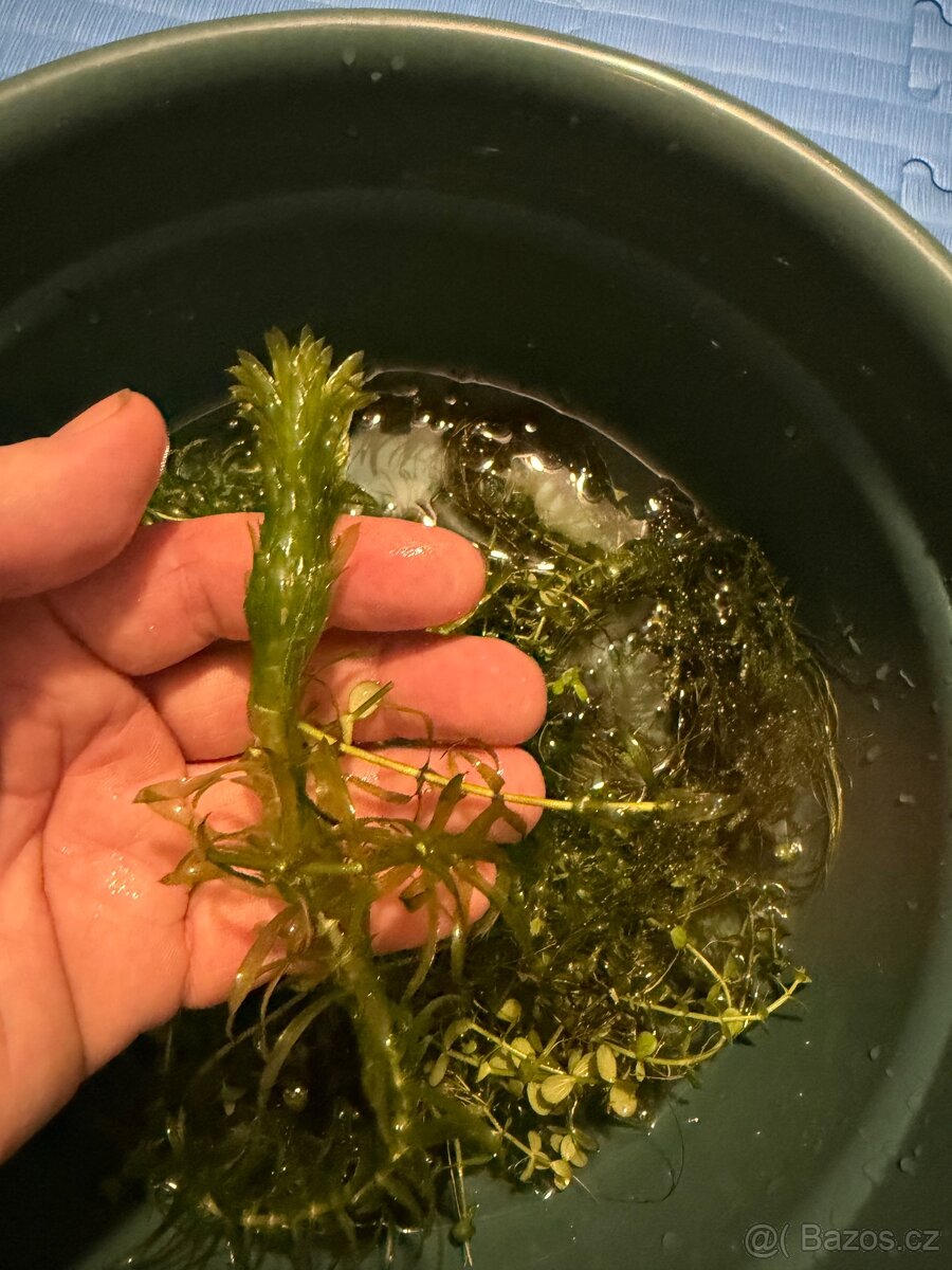 Akvarijní rostliny - 4