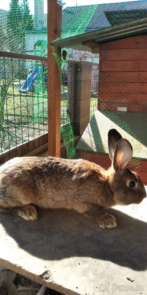 Prodám králíky - 4