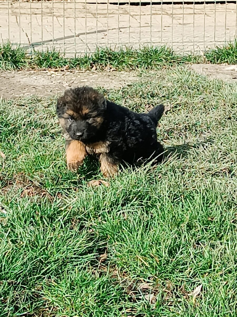 NĚMECKÝ OVČÁK s PP - 4