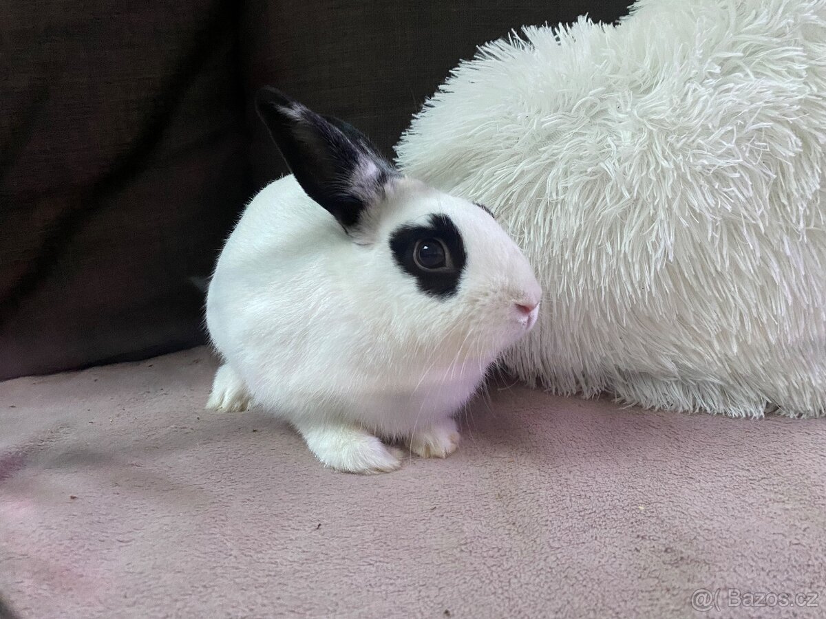 Zakrslí králíček - bílo černý s ušima nahoru - 4