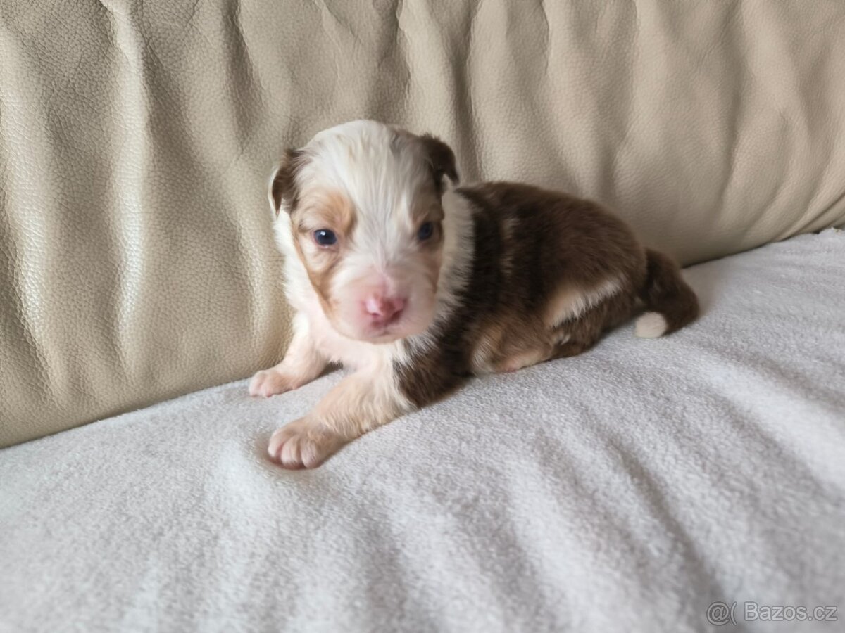 Australsky ovčak - 4