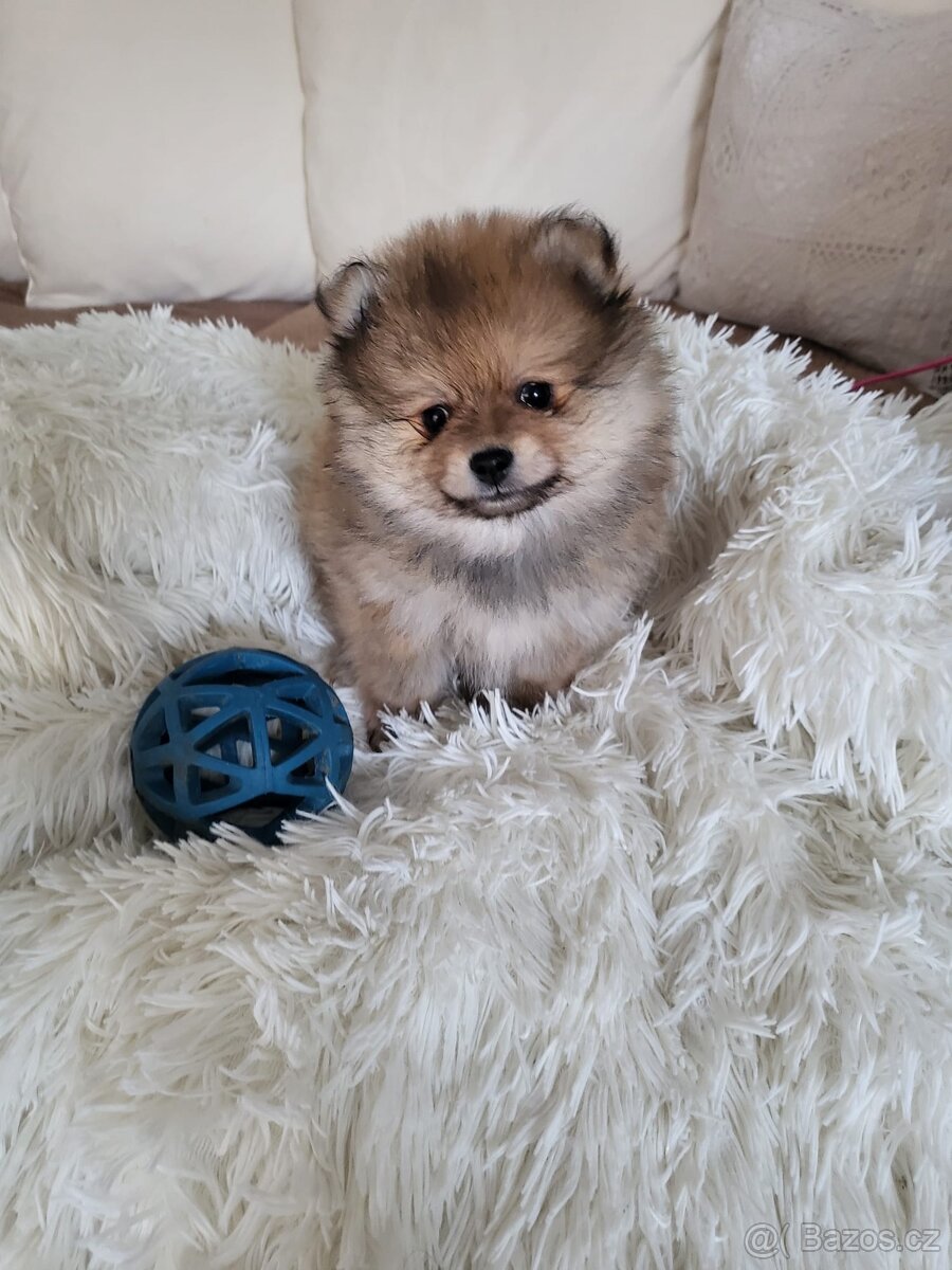 Pomeranian - 4