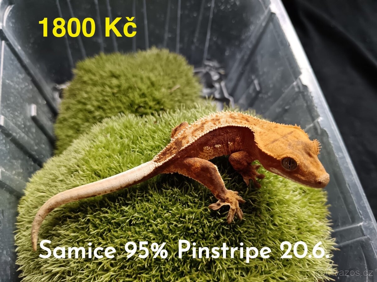 Pagekon Řasnatý - 4