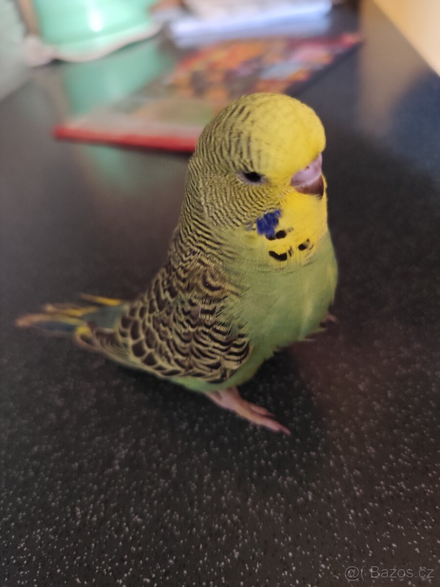 Prodám výstavní andulky - 4