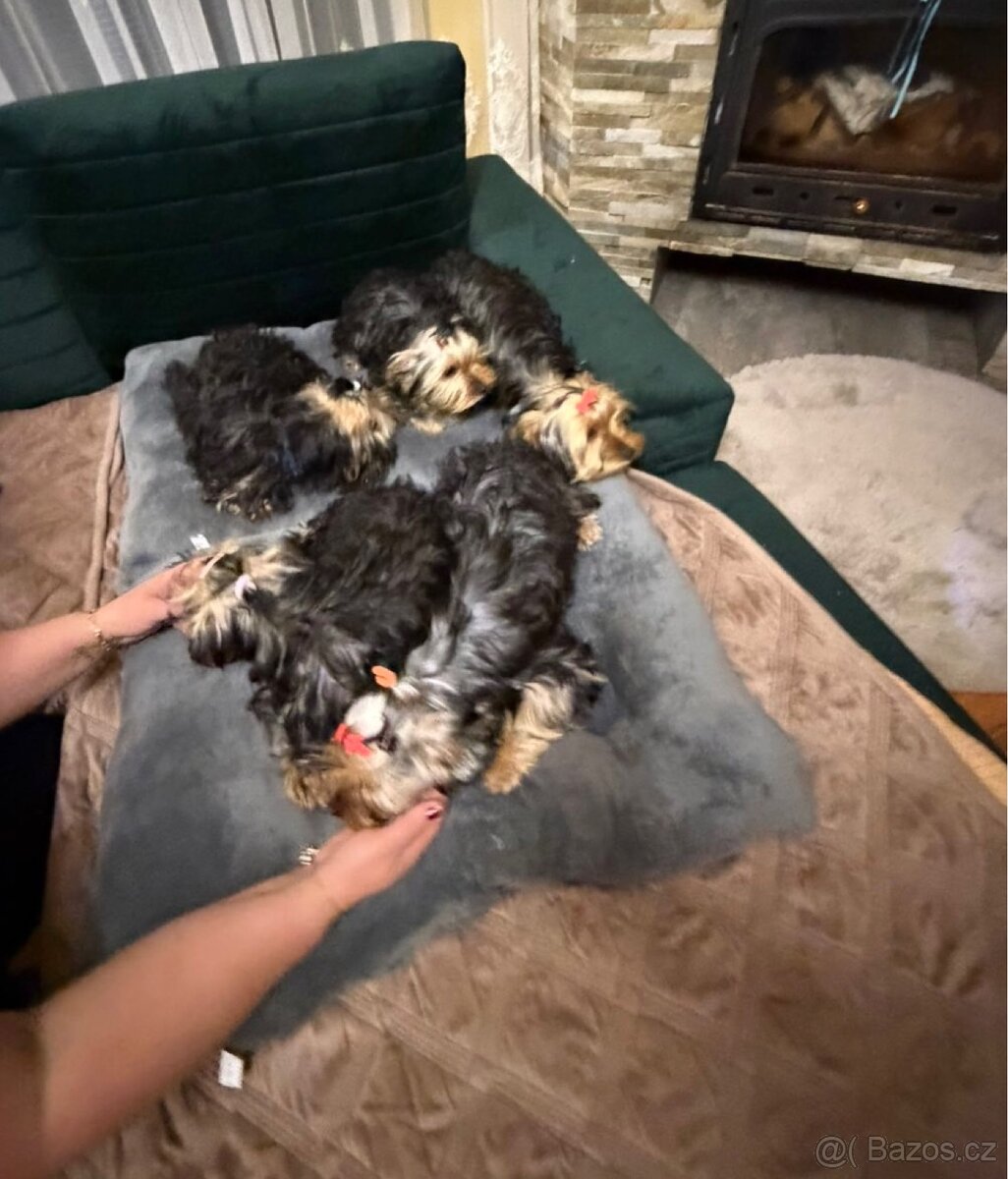 PRODÁM PEJSKY - 4