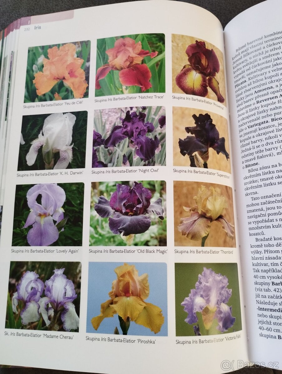 Zahradní rostliny - 4