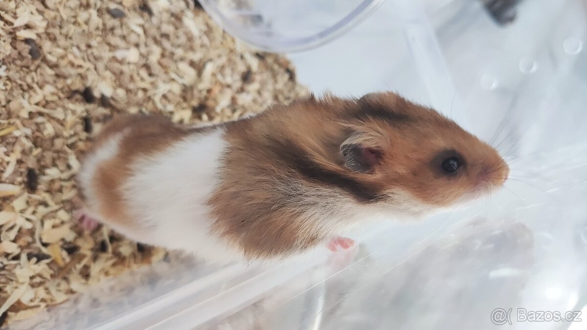 Křeček syrský - 4