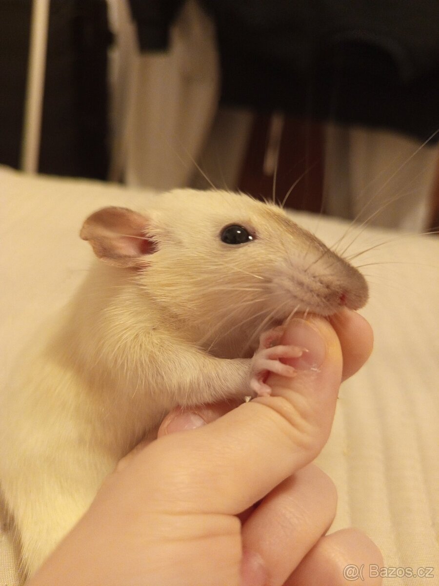 Darujeme do dobrých rukou dvě samičky krys - 4