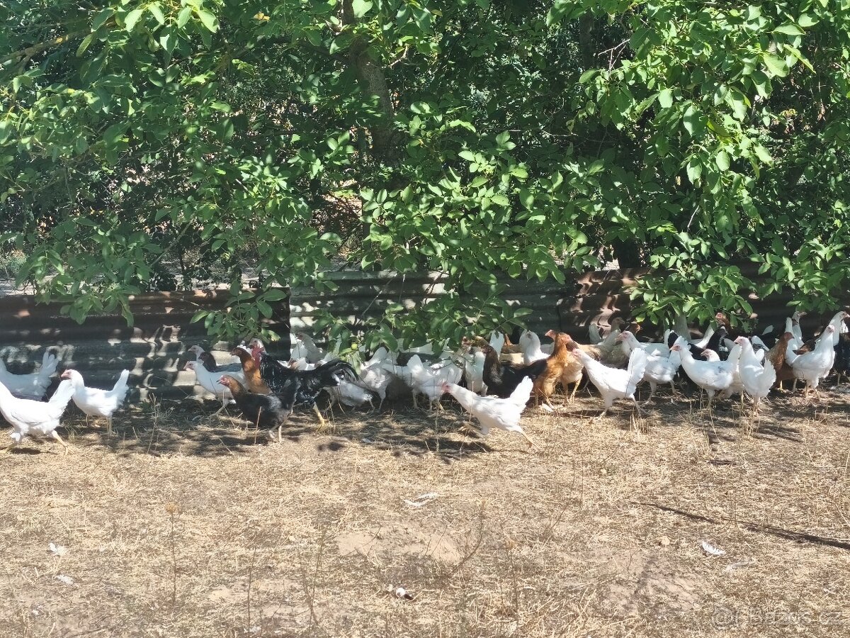 Kuřice 🐔🥚 - 4